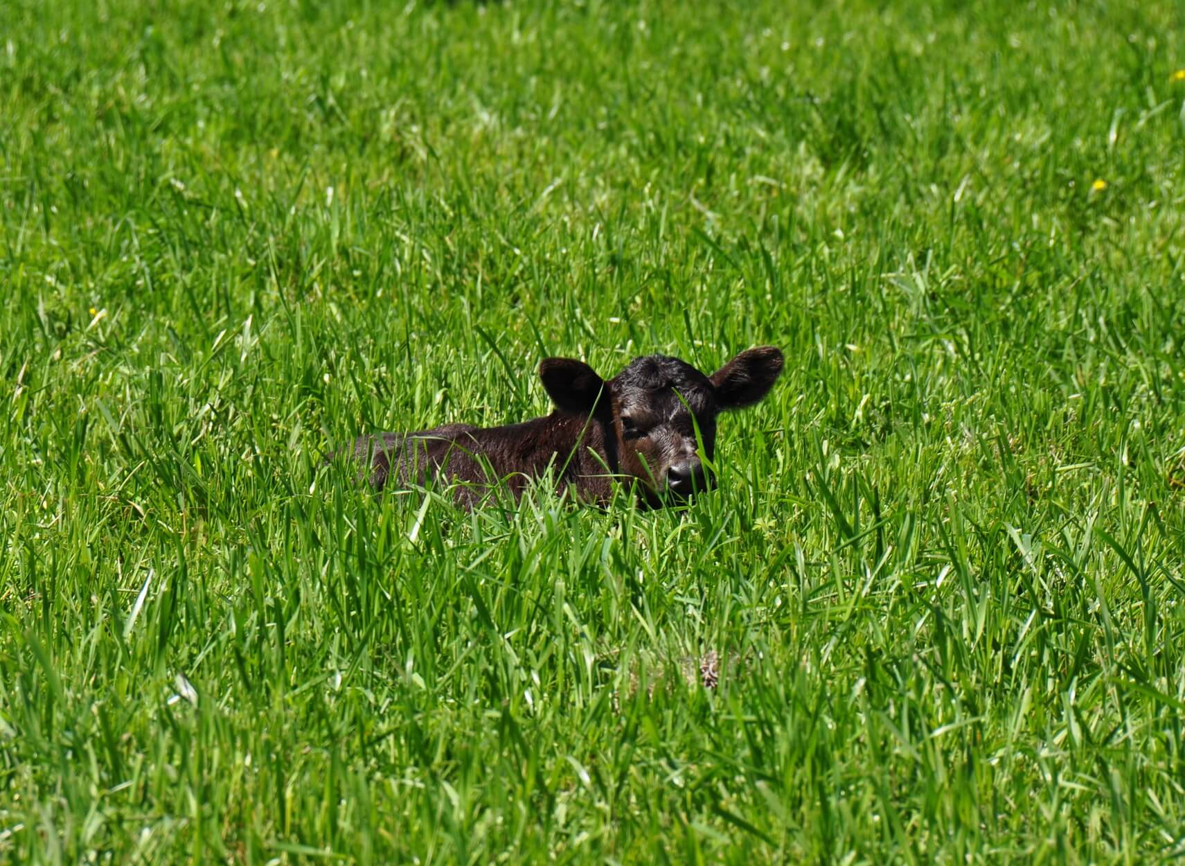 Calf in Grass